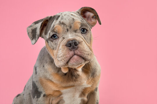 Old Englisch Bulldog" Bilder – Durchsuchen 164 Archivfotos, Vektorgrafiken  und Videos | Adobe Stock