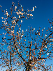 Almendro en flor en Pinto. Madrid. España. Europa