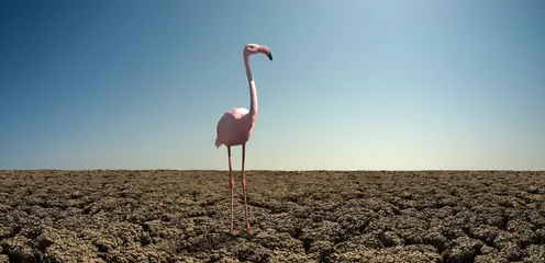 Deurstickers roze wilde flamingo in ernstige droogtewoestijn © tankist276