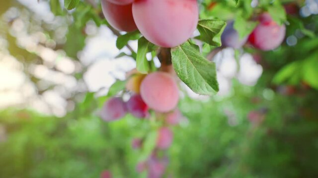 The branches of the tree are bursting with many fruits. Plums ripen in the sun. Harvesting plums on a hot day. Fruit tree in sunlight. Rich fruit harvest. Seasonal work in the orchard.