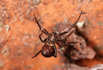 False black widow spider