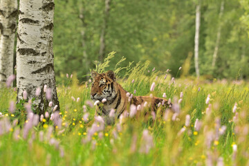 Tiger in the wild nature 