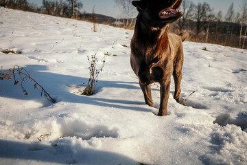 A dog standing on top of a snow covered field