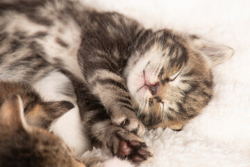Cute tabby kitten sound asleep with eyes closed on a wihte cloth with its siblings