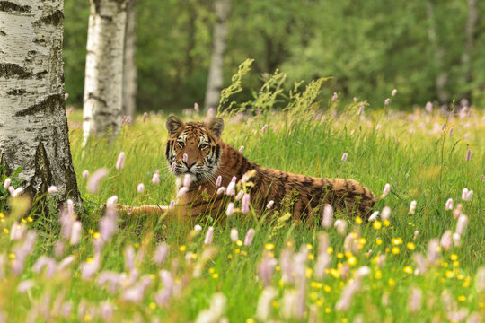 Tiger in the wild nature 