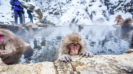Obraz premium Group of Snow monkeys sitting in a hot spring at Jigokudani Yaen-Koen, Nagano Prefecture, Japan.