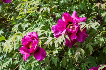 Fototapeta premium Peony Bush (Paeonia suffruticosa)