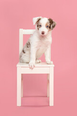 Cute blue merle border collie puppy sitting on a white wooden chair on a pink background looking at the camera