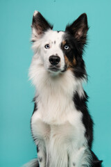Portrait of border collie looking in a camera on a blue background