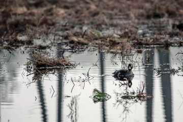 young mallard duck swimming in a beautiful landscape