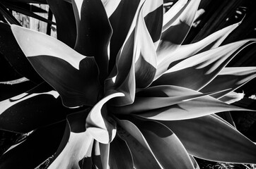black and white plant background