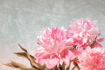 Wonderful fresh gentle pale pink peonies on light grey background with copy space.