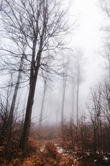 Sunny weather at Normafa over Budapest