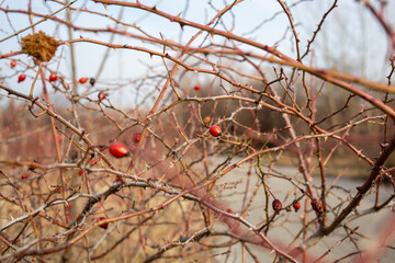 Spring nature background with rose hips branches