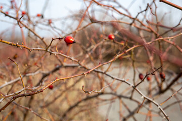 Spring nature background with rose hips branches