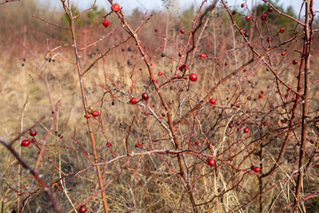 Spring nature background with rose hips branches