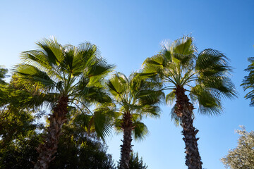 Nice palm trees in the blue sunny sky with white clouds