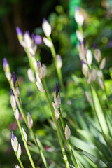 Purple iris buds in sunlight in focus foreground on dark background