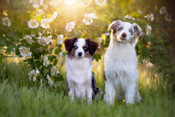 Two dogs, Australian Shepherd sitting in front of a flowering bush