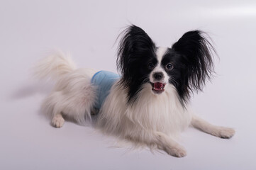 Portrait of a cute dog Continental Spaniel in a males hygiene belt. Papillon is wearing a diaper...