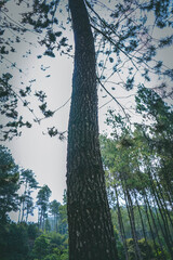 Fototapeta premium tree in forest