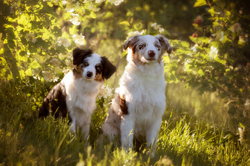 Two dogs, Australian Shepherd sitting in front of a flowering bush - 416484399