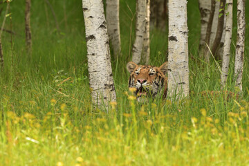 Tiger in the wild nature 
