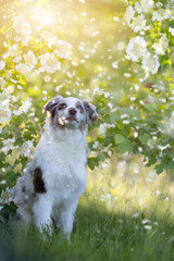 Hund Australian Shepherd sitzt im Frühling vor einem blühenden Busch