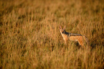 Silver backed jackal in golden light in Maasai Mara Kenya.
