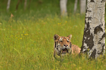 Tiger in the wild nature 