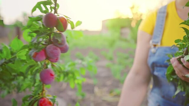 Young woman harvests plums. The farmer works in the garden on a hot day. Many plums on the branch. A family-owned organic growing business. Juicy plums are ready to be harvested.
