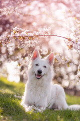 Weisser Schäferhund unter Kirschlüten im Frühling