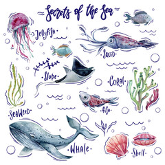 Set of watercolor illustration of marine life
