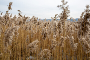 Fototapeta premium wheat field in the wind