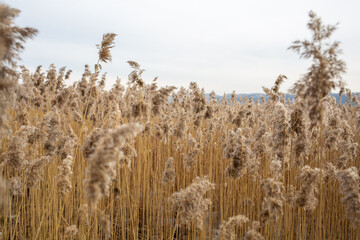 Fototapeta premium wheat field in the wind