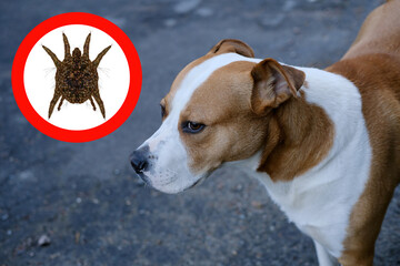 close-up of a large dog, near a round tick hazard symbol, the concept of infestation of pets with...