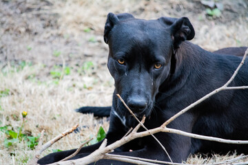 black and white dog