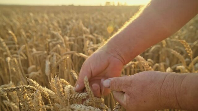 Hands of an elderly farmer hold a spike of wheat. Agronomist checks the grain harvest. Grain harvest quality testing. Wheat field. Organic farming and harvesting. 