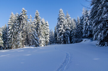 Zima w Bieszczadach 