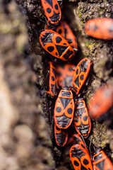 group of firebug or firebug on a tree close up