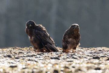 Myszolow zwyczajny Buteo buteo  © Robert