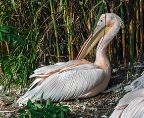 White pelican on the ground near bamboo. Latin name - Pelicanus onocrotalus