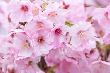 桜の花　春のイメージ