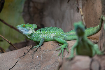 Green iguana sitting on stone close up