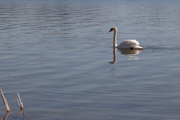 White swan floats on pond water