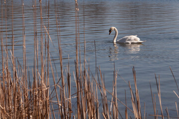 White swan floats on pond water