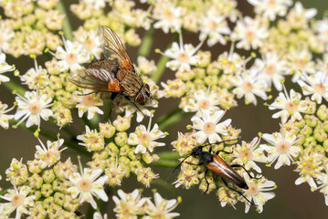 Fliege (Raupenfliege?)