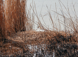 White swan sits on  nest of dry reeds