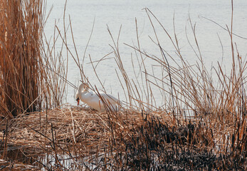 White swan sits on  nest of dry reeds