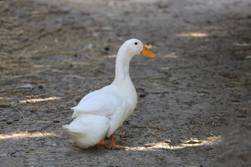 White duck is stay in garden